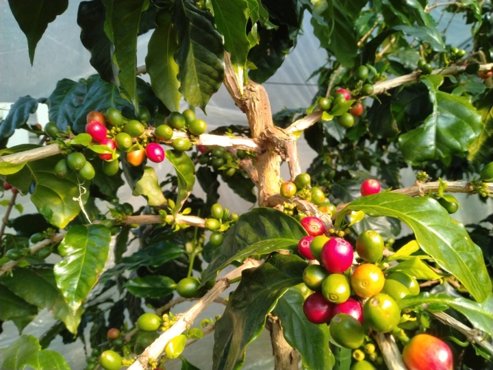 クリックすると拡大します