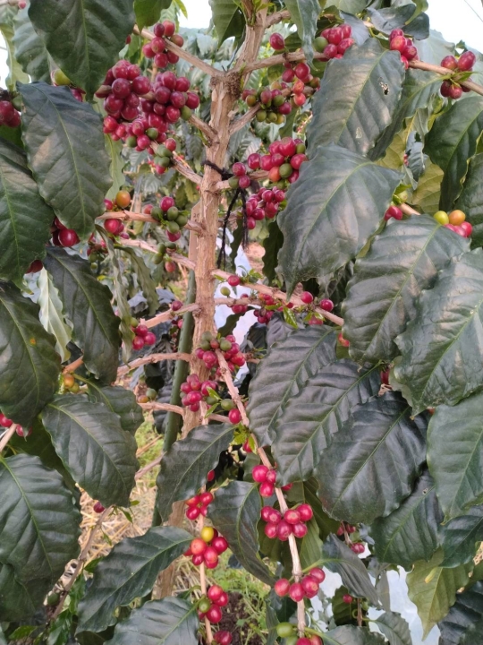 クリックすると拡大します