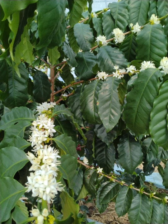 クリックすると拡大します