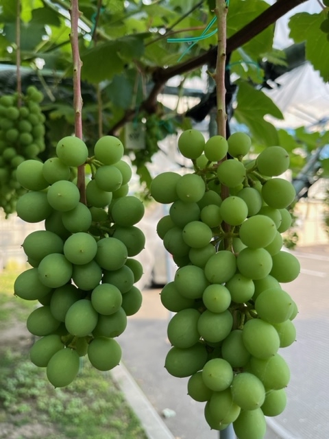 クリックすると拡大します