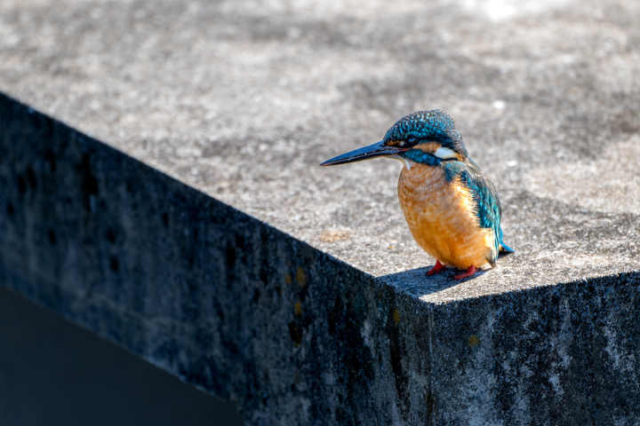 クリックすると拡大します