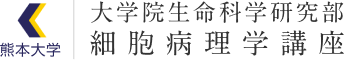 熊本大学 大学院生命科学研究部 細胞病理学講座