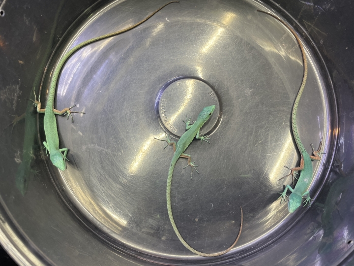 クリックすると拡大します