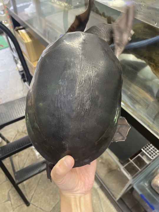 クリックすると拡大します