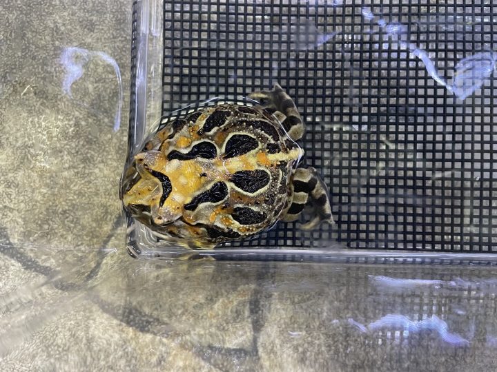 クリックすると拡大します