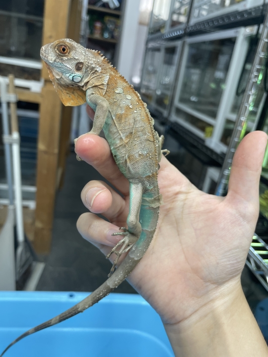 クリックすると拡大します