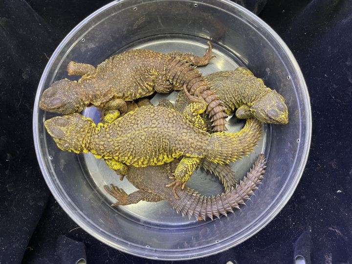 クリックすると拡大します