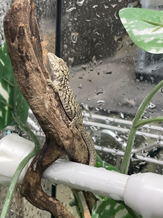 クリックすると拡大します