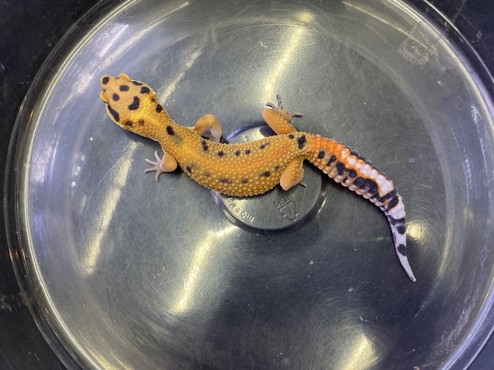 クリックすると拡大します