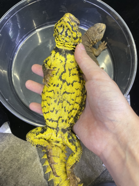クリックすると拡大します
