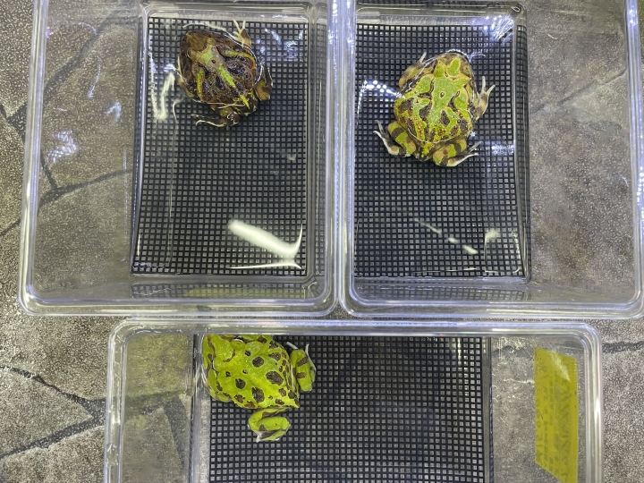 クリックすると拡大します