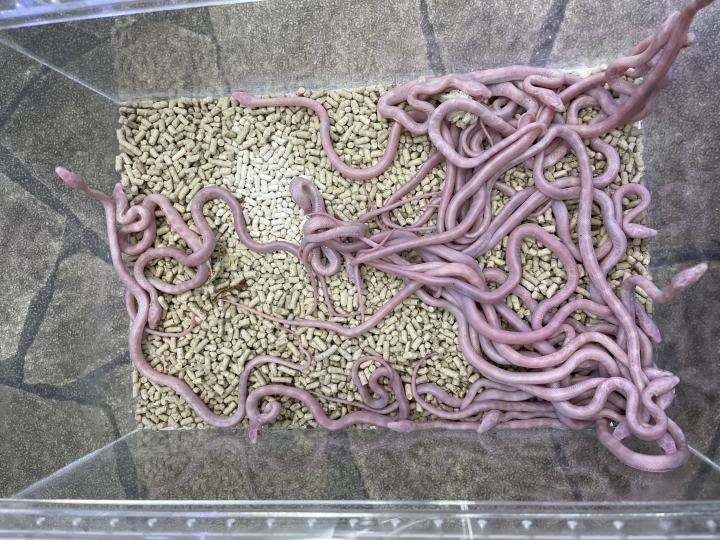 クリックすると拡大します