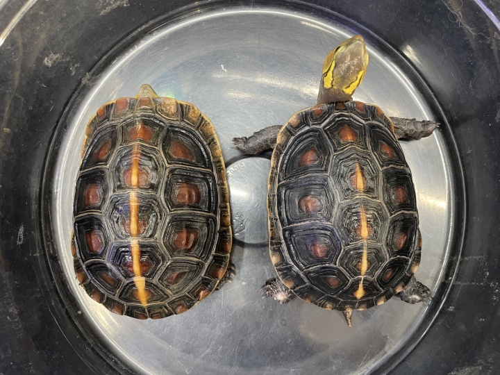 クリックすると拡大します