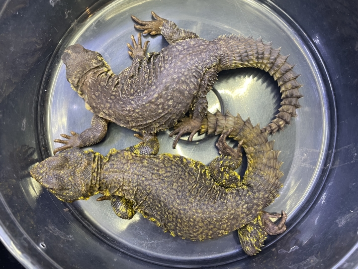 クリックすると拡大します