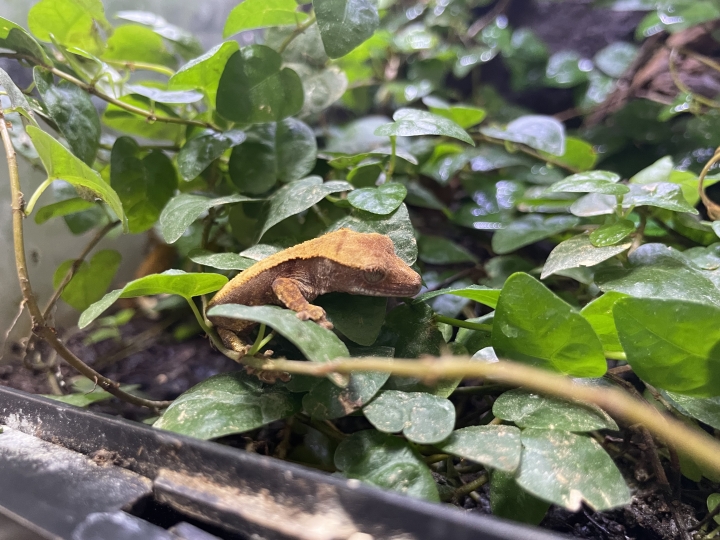 クリックすると拡大します