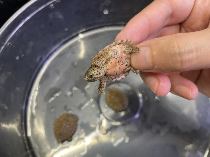 クリックすると拡大します