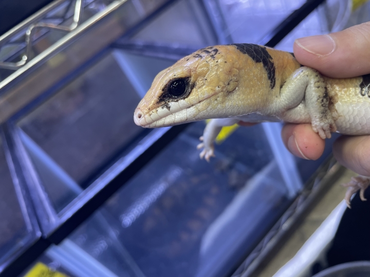 クリックすると拡大します