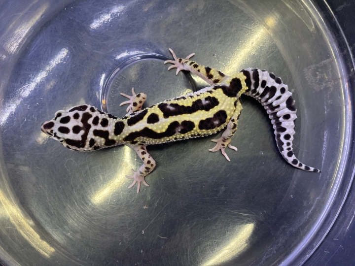 クリックすると拡大します