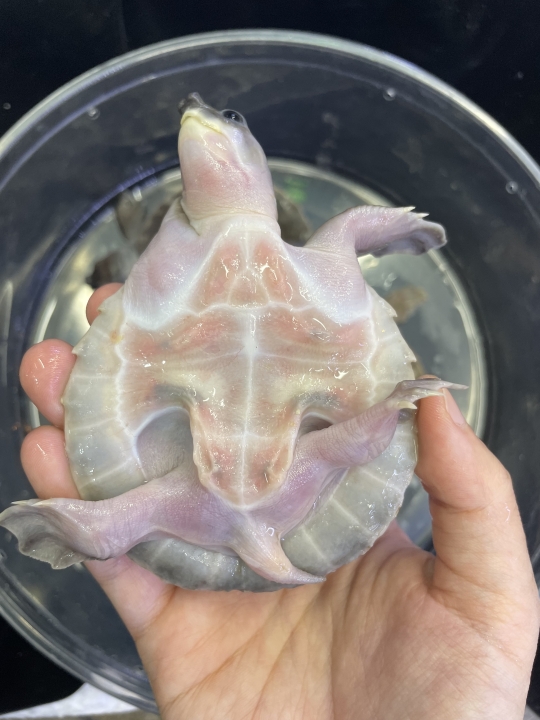 クリックすると拡大します