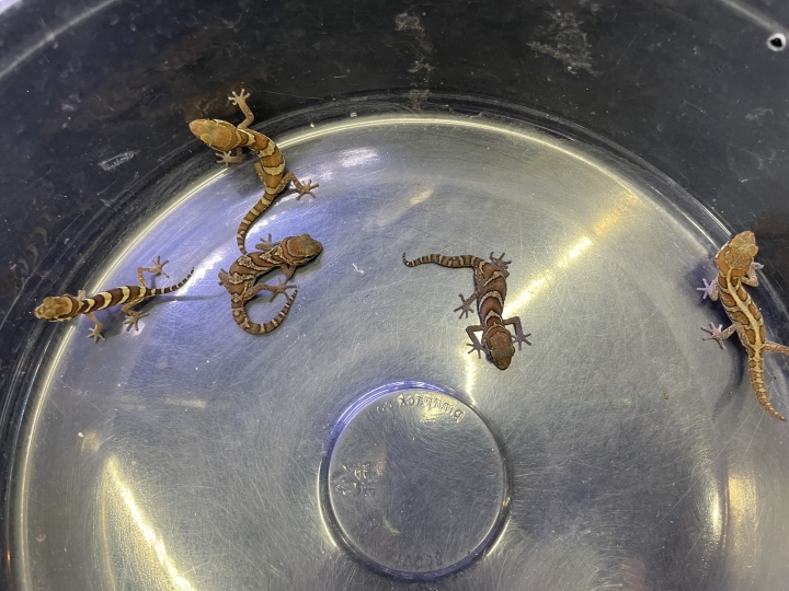 クリックすると拡大します