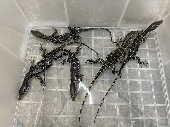 クリックすると拡大します