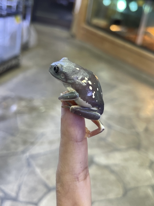 クリックすると拡大します