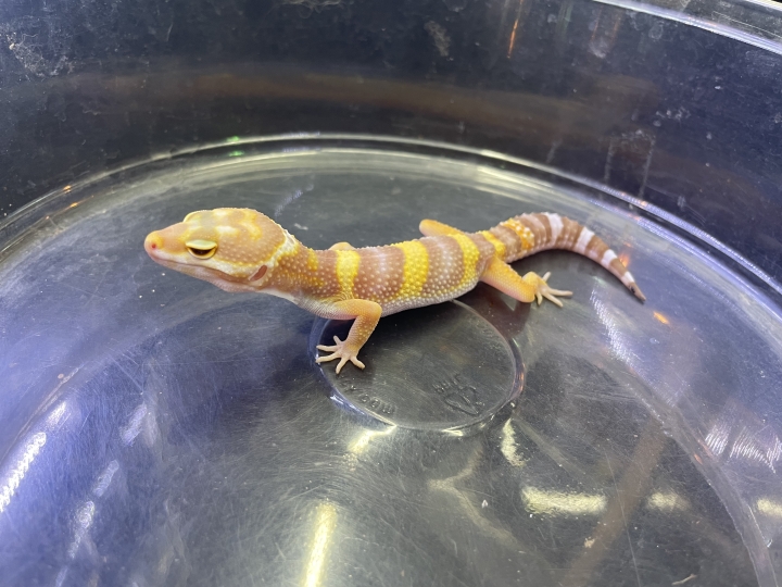 クリックすると拡大します