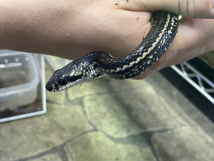 クリックすると拡大します