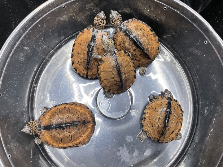 クリックすると拡大します