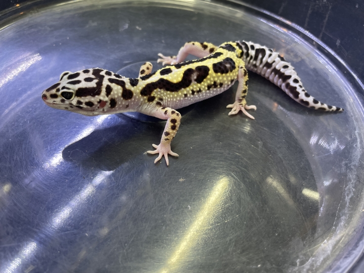 クリックすると拡大します