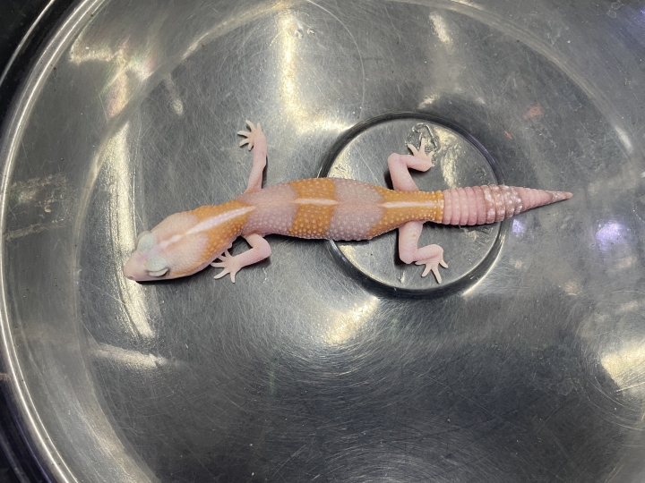 クリックすると拡大します