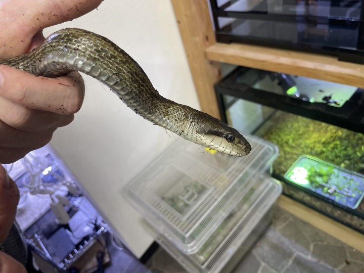 クリックすると拡大します