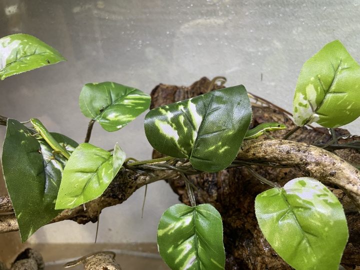 クリックすると拡大します