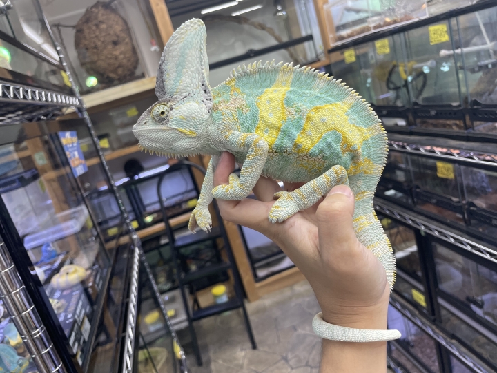 クリックすると拡大します