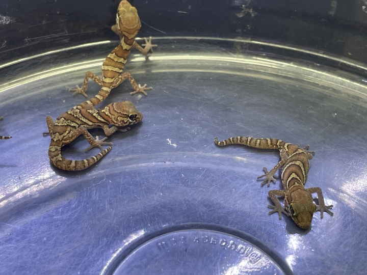 クリックすると拡大します