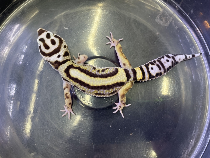 クリックすると拡大します