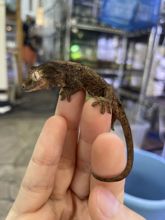 クリックすると拡大します