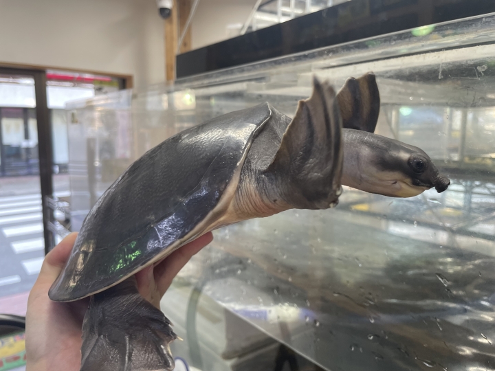 クリックすると拡大します