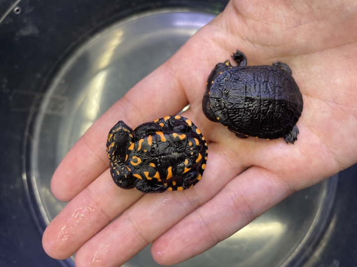 クリックすると拡大します