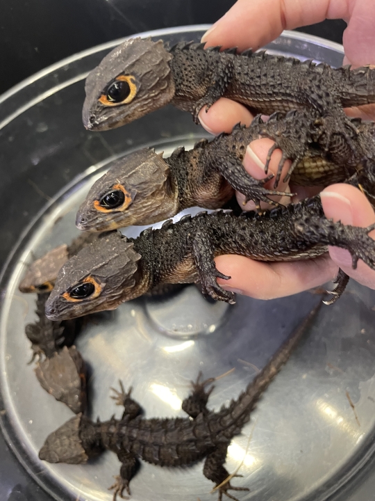 クリックすると拡大します