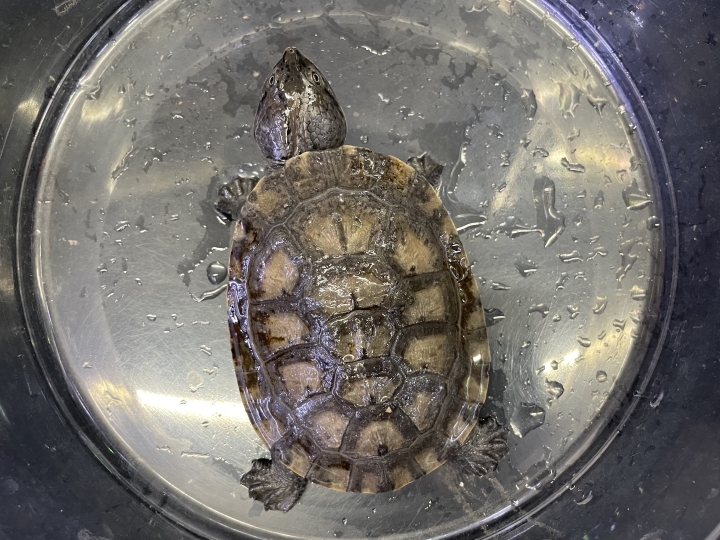 クリックすると拡大します
