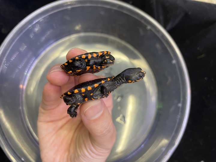 クリックすると拡大します