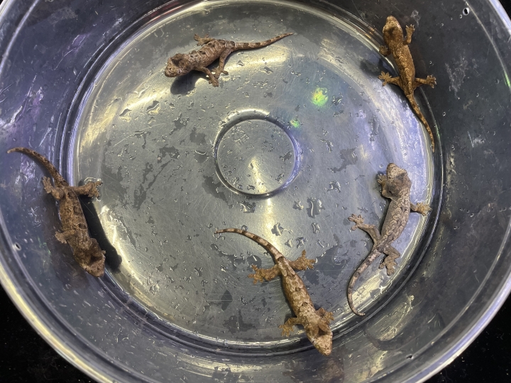 クリックすると拡大します