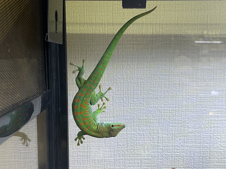 クリックすると拡大します