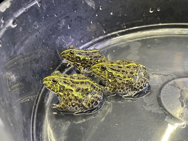 クリックすると拡大します