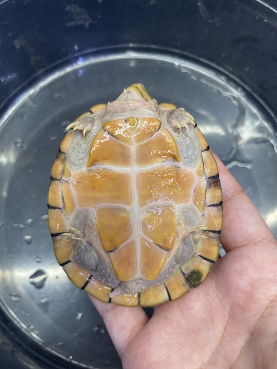 クリックすると拡大します