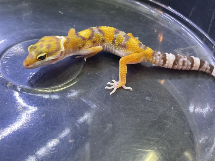 クリックすると拡大します