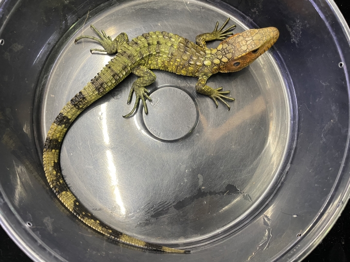 クリックすると拡大します