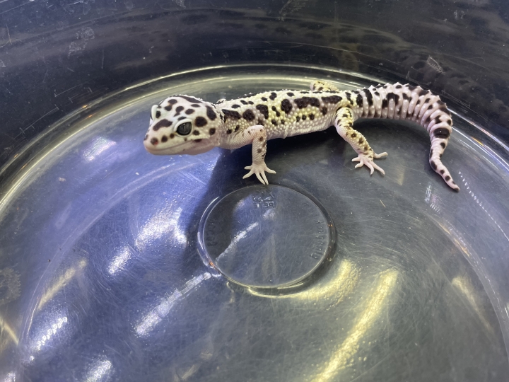 クリックすると拡大します