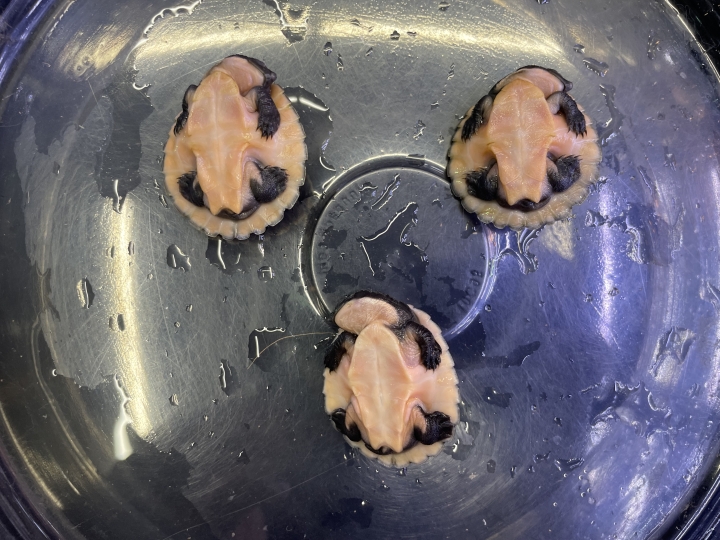 クリックすると拡大します